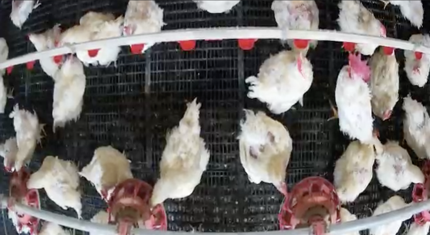 Overhead poultry-house observation frame