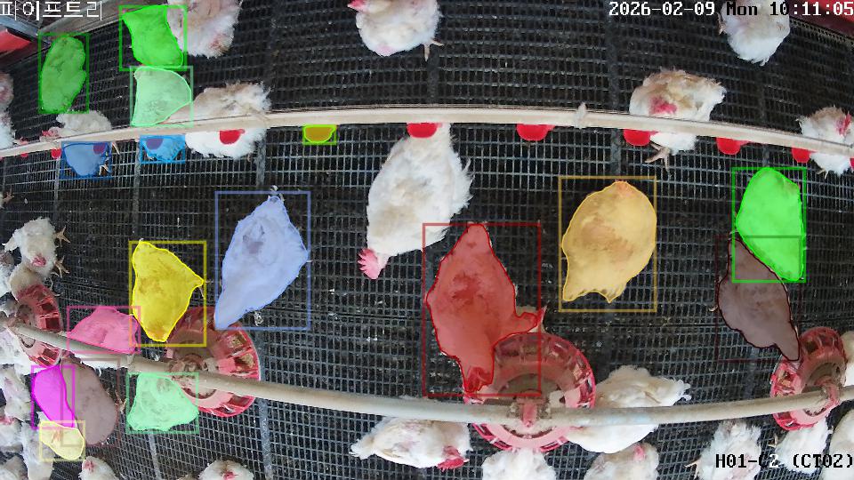 Color-coded computer-vision masks over birds in a poultry-house sample frame